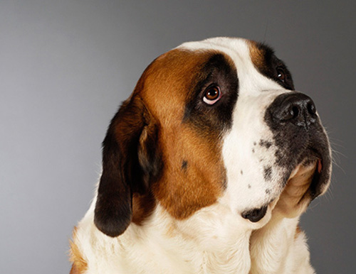 丹麦瑞典农场犬